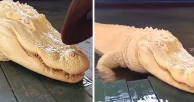 Snow Albino Alligator