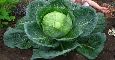 Girl Plants Tiny Cabbage Plant