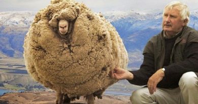 Meet Shrek – A Sheep That Avoided Shearing For Six Years By Hiding In A Cave!(Video)