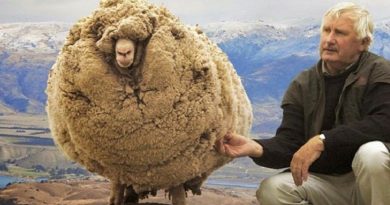 Meet Shrek Sheep