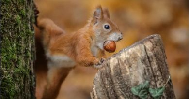 How Do Squirrels Remember Where They Buried Their Nuts