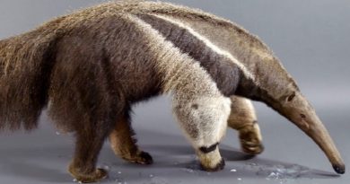 The Giant Anteater Carries