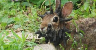 Rabbit In His Yard Spine