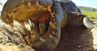 Crocodile Scoops Up Babies Into Mouth, Along With Spy Croc Camera!(Video)