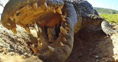 Crocodile Scoops Up Into Mouth