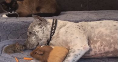 A Pit Bull And A Rabbit Cuddle Up For A Nap. But At :44, Holy Fountain Of Cuteness!(Video)