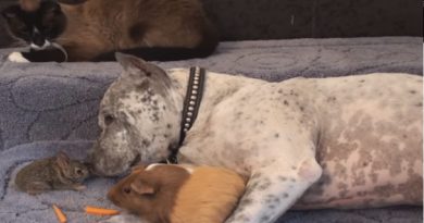 Pit Bull And Rabbit Cuddle