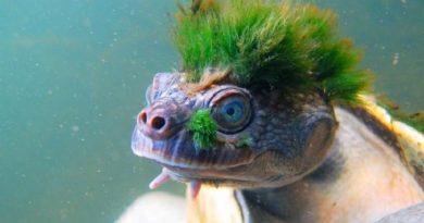 The Mary River Turtle
