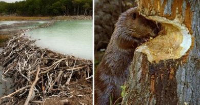 Why Do Beavers Build Dams