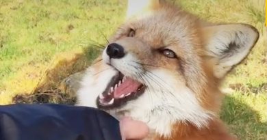 Friendly fox becomes house pet