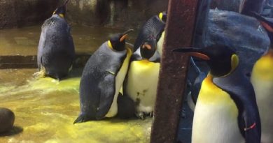 Gay Penguins Devise Plan Kidnap Chick
