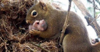 Squirrel Saving Her Tiny Babies
