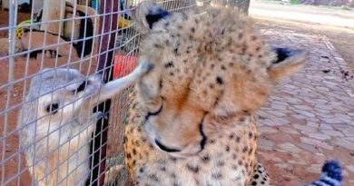 African Cheetah Versus Meerkats