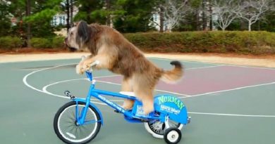 Dog Riding Bike By Himself