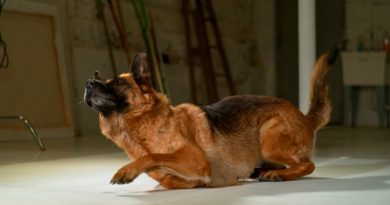 How Do Dogs Get Up So Fast? – In 4K Slow Motion