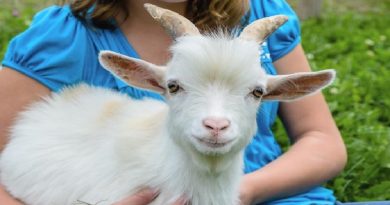 About Raising Pygmy Goats