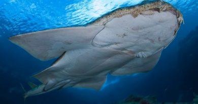 Rare Angel Sharks