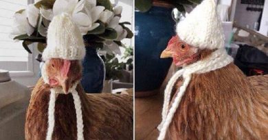 Winter Chicken Fashiоn