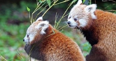 Huge Hunt Red Panda