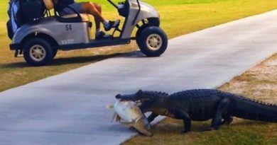 Alligator Walks With A Fish In Its Mouth