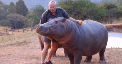 Hippo Rescued