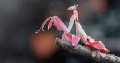 Incredible Bug Looks Like Flower