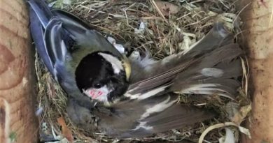 Great tits are killing birds and eating their brains
