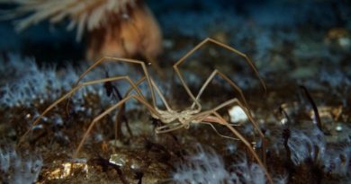 Spiders Pump Blood With Their Guts