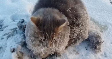 Couple Spot A Cat Unable To Move With Paws Frozen To The Ground (VIDEO)