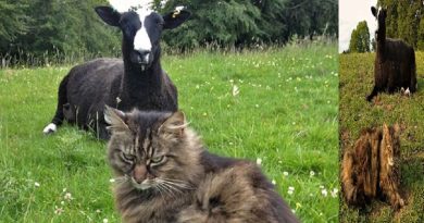 Meet Cat Shepherd