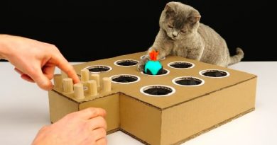 DIY Cat Toy