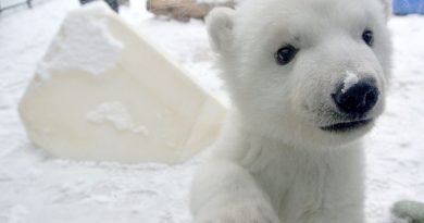 Cute Overload: A Polar Bear Cub Meets Snow For The First Time(VIDEO)