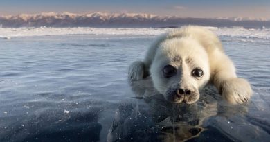 Seal Pup Waves