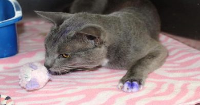 Shelter Cat With Purple Paws