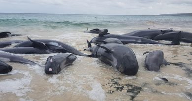 145 Pilot Whales Dead New Zealand Beach