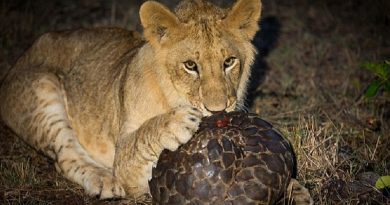 Lion Attacks Pangolin