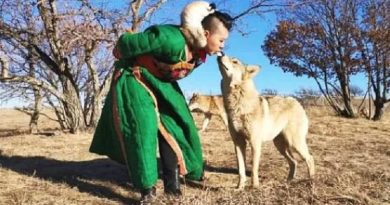 Chinese Woman Lets a Pack of Wolves Eat Meat From Her MOUTH to ‘Bond With the Animals’ While Raising Them. (VIDEO)