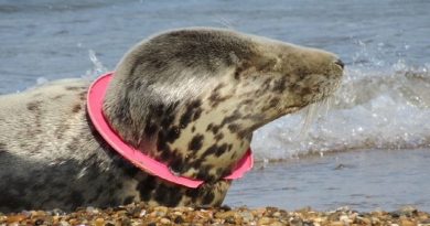 Sad Pic Seal with Frisbee