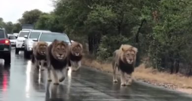 Lions On Patrol In South Africa