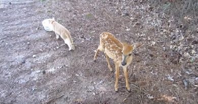 Rescued Baby Deer’s Unlikely Friendship With A Cat Will Warm Your Heart (VIDEO)