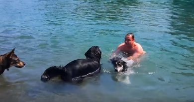 This Dog Has Been Trying To Swim For 2 Years, Now See His Reaction(VIDEO)