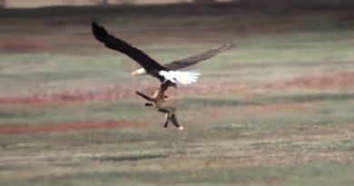 Battling Fox For Rabbit In Mid-Air