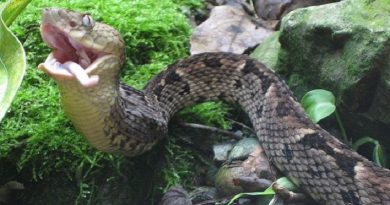 Snake Island One Of The Most Venomous Snakes In The World (VIDEO)