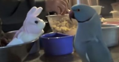 Parrot Can’t Stop Talking About It