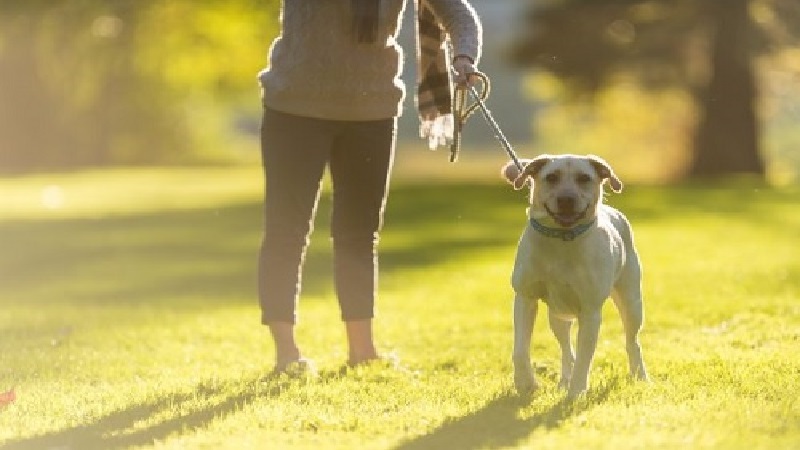 From City Strolls To Hikes In The Hills – THESE Are The UK’s Best Dog Walks