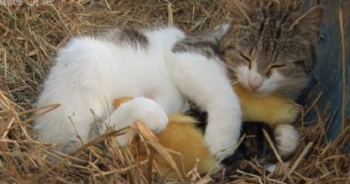 These Lost Newborn Ducklings