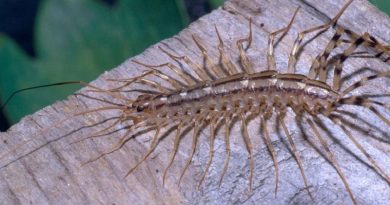 Why You Should Never Kill a House Centipede