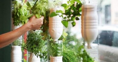 DIY Window Hydroponics for Horticulture