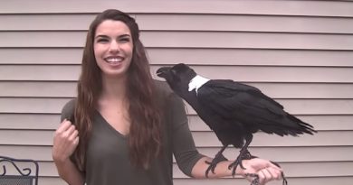 Meet Mischief The White-Necked Raven