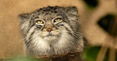13 Fascinating Facts About Pallas’s Cats